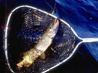 Angelreisen in Bayern fischen in Deutschland