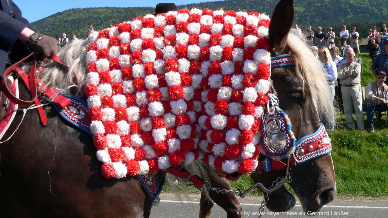Pfingstritt Bad Kötzting Pferde Prozession Kötztinger Reiter Wallfahrt