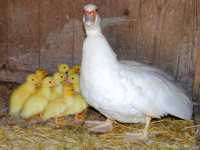 Ente mit Küken Ente mit Küken