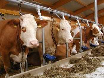 Kühe beim Bauernhofurlaub in Bayern Bauernhof Bayerischer Wald Kühe im Kuhstall beim Urlaub auf dem Bauernhof Bayern