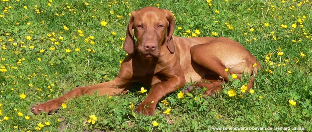 Urlaub mit Hund in Bayern - Hunde willkommen