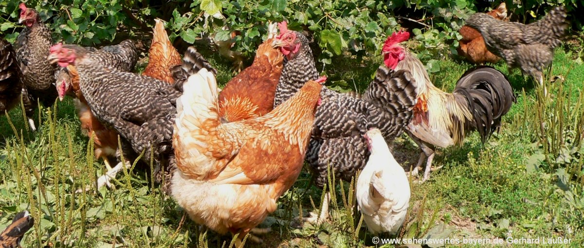 Oberpfalz Bauernhofurlaub im Oberpfälzer Wald Urlaub am Bauernhof bauernhofurlaub-oberpfalz-hühner-hahn-bauernhöfe