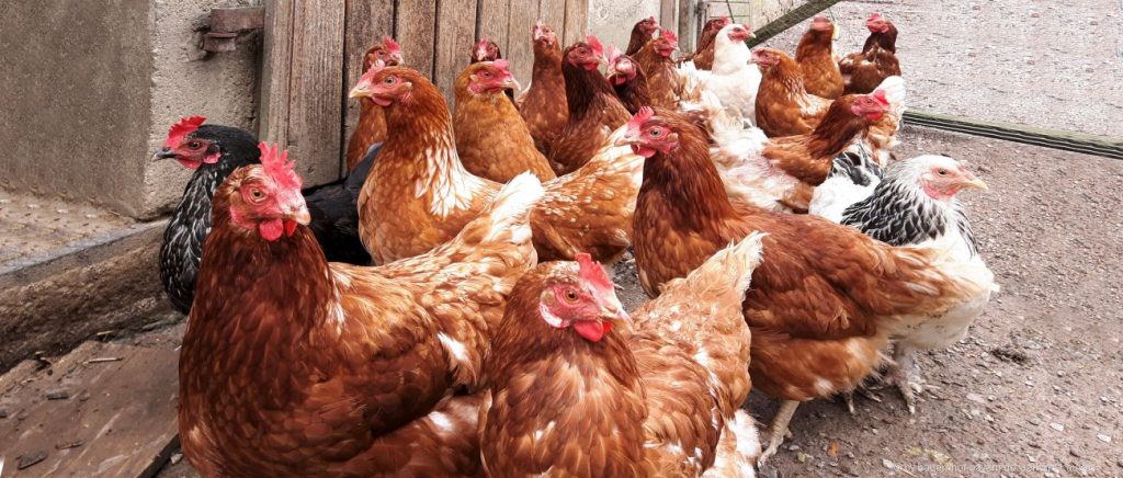 Bauernhofurlaub im Bayerischen Wald - Erlebnisbauernhof Niederbayern & Oberpfalz