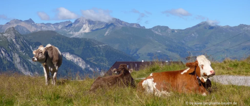 Berghütten Wanderurlaub Bayern Alm Kuh Weide Alpen Landschaft