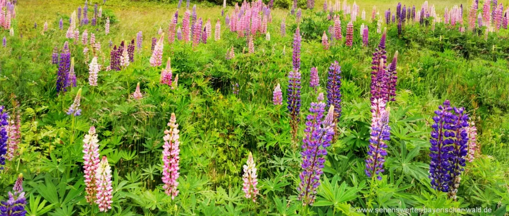 Schönste Orte für Lupinen Besichtigung auf Neuseeland beste Reiseziele Südinsel