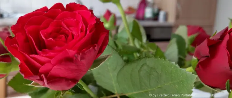 blumen-bilder-rosen-luxus-blumenstrauss-versand-verschenken
