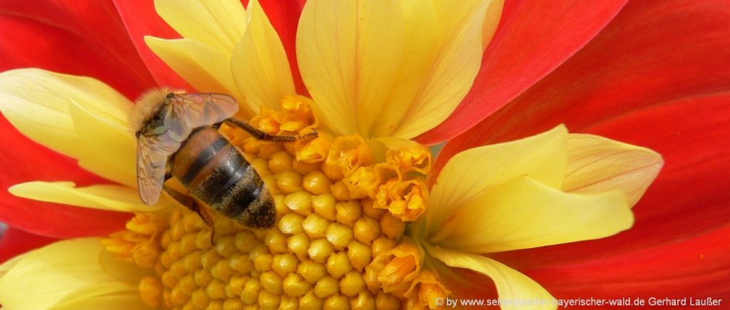 blumenbilder-naturfotos-blueten-honigbiene-highlights-schoen