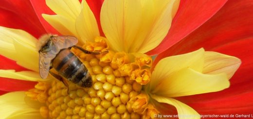 blumenbilder-naturfotos-blueten-honigbiene-highlights-schoen