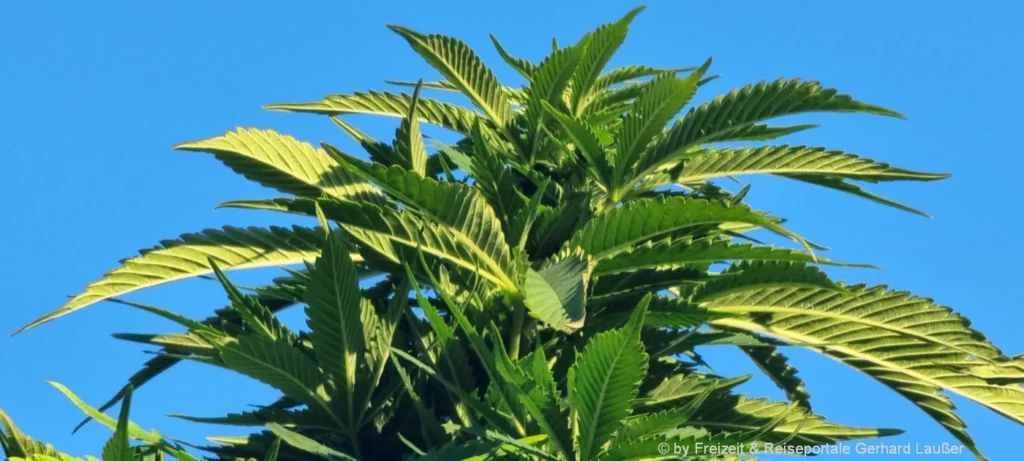 Auswahl richtige CBD-Produkte für Wanderungen in Deutschland