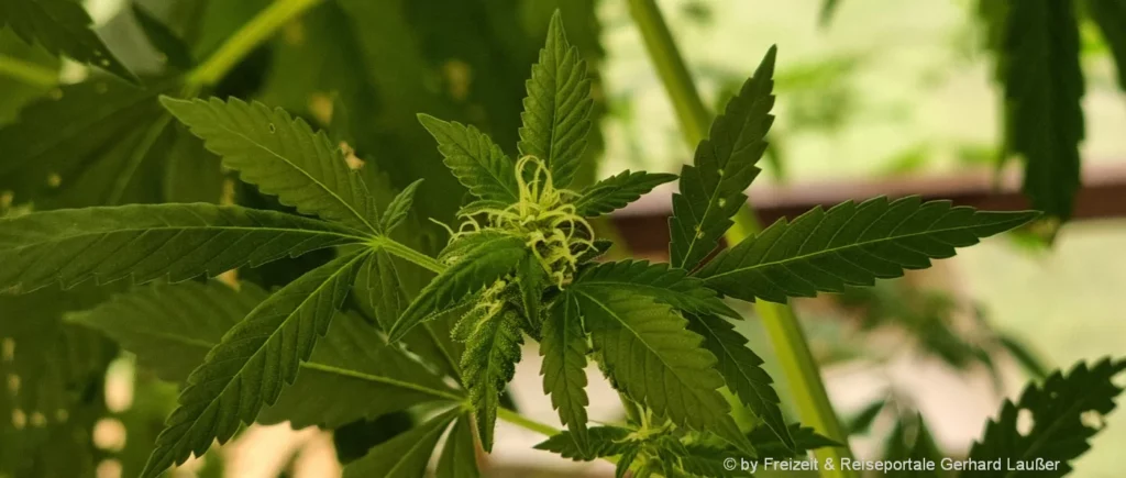 Cannabis Pflanzen in Bayern selber anbauen legal in Deutschland