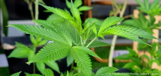 Wie viele Cannabispflanzen erlaubt in Deutschland Hanf zu Hause anbauen