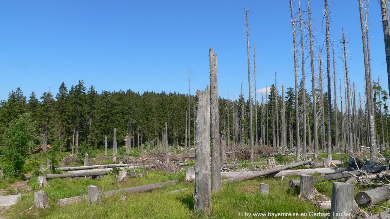 dreisessel-nationalpark-bayerischer-wald-ausflugsziele-totholz-1300
