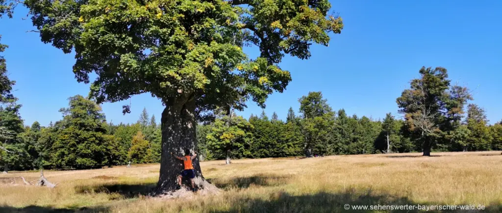 alter Baum im Nationalpark Bayerischer Wald Entspannungsorte in der Natur - Kraft tanken im Schatten alter Bäume