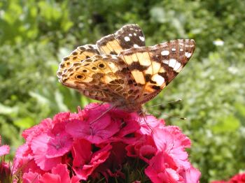 Sommerurlaub Bayern Sommerferien Sommerblumen Sommerurlaub Bayern Sommerferien Sommerblumen