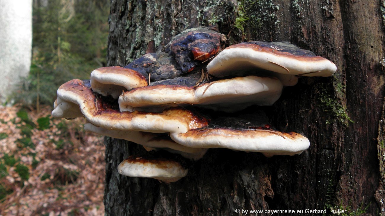 falkenstein-bergwandern-nationalpark-sehenswuerdigkeiten-baumpilze
