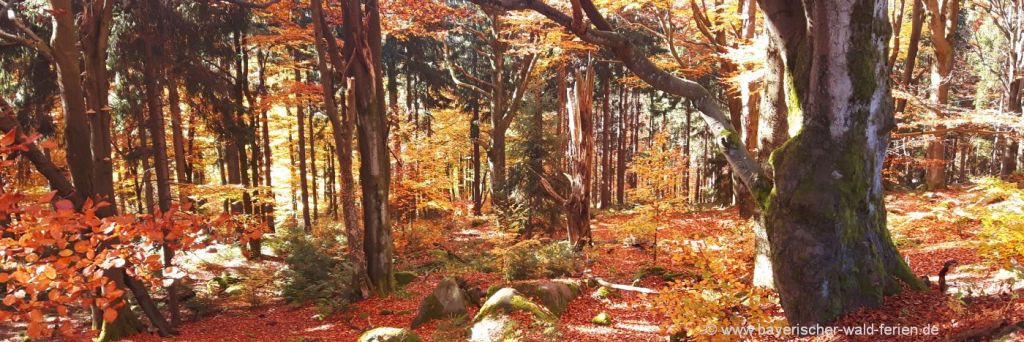 Wandern im Herbsturlaub Bayerischer Wald Herbstferien in Bayern