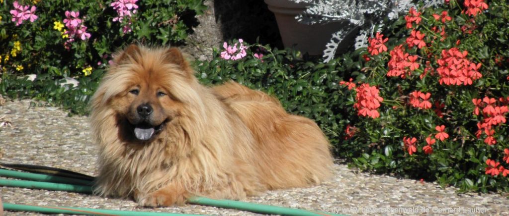 Natururlaub in Deutschland mit Hund Urlaub in Bayern