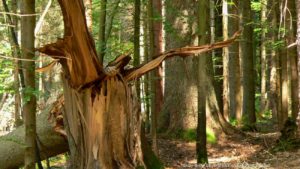 Tierpark Bayerischer Wald Haus Zur Wildnis Tierfreigehege Ludwigsthal