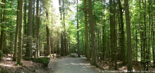 ludwigsthal-tierfreigelände-rundwanderweg-nationalpark-bayerischer-wald