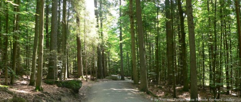 bayerischer-wald-ludwigsthal-tierfreigelände-rundwanderweg-panorama-660