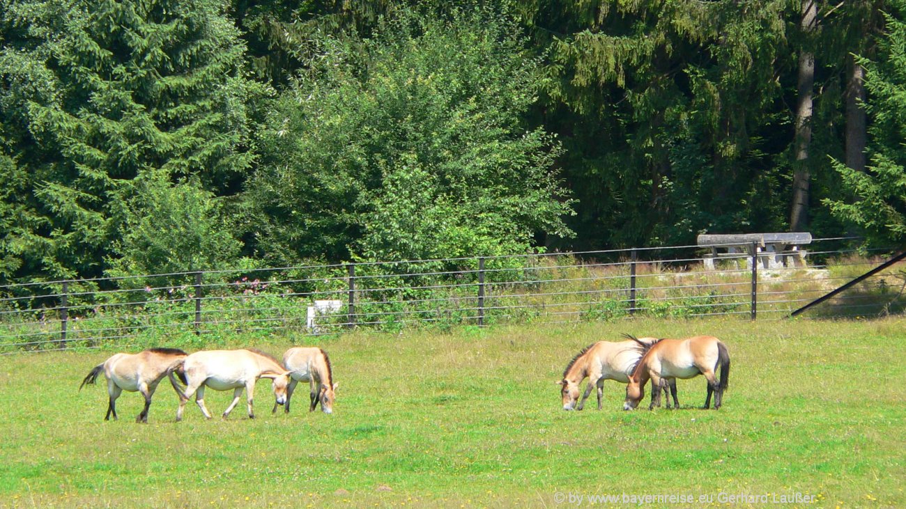 Tierpark Bayerischer Wald Haus Zur Wildnis Tierfreigehege Ludwigsthal