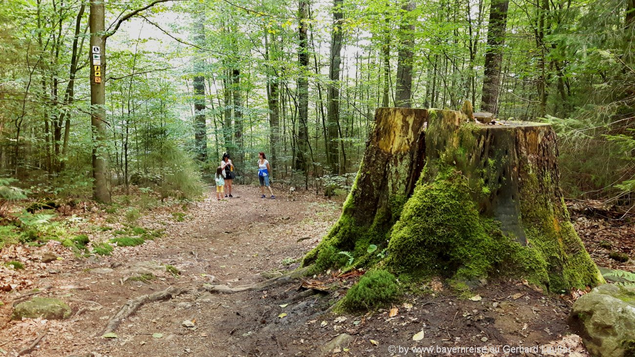 nationalpark-bayerischer-wald-wandern-zwieseler-schwellhaeusl-wanderung-baumstumpf-1300