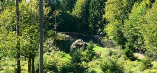 nationalparkzentrum-lusen-bayerischer-wald-baerengehege-panorama-660