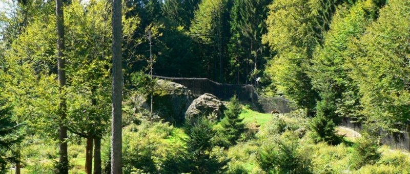 Tierfreigelände Neuschönau Bayerischer Wald Tiergehege im Nationalpark Rundweg Wanderweg