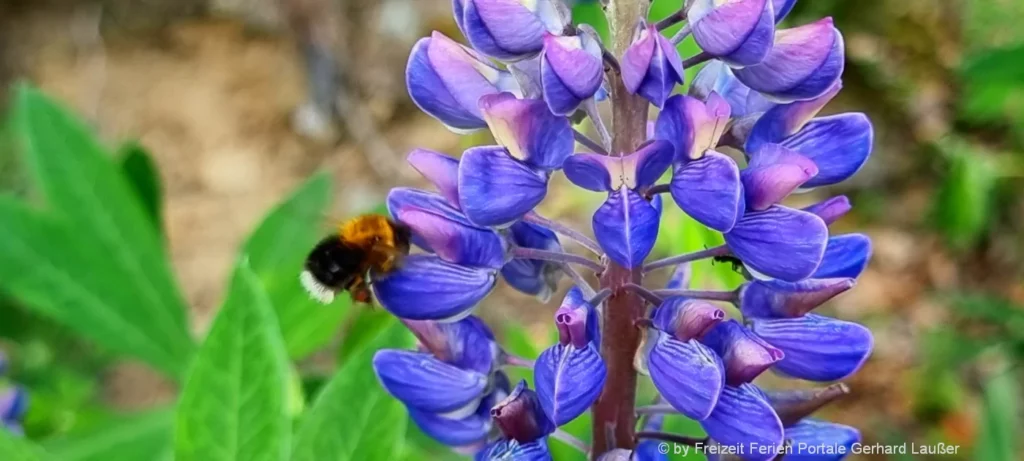 schöne Lupinen aus Neuseeland Blütezeit Südinsel Blüten mit Hummel