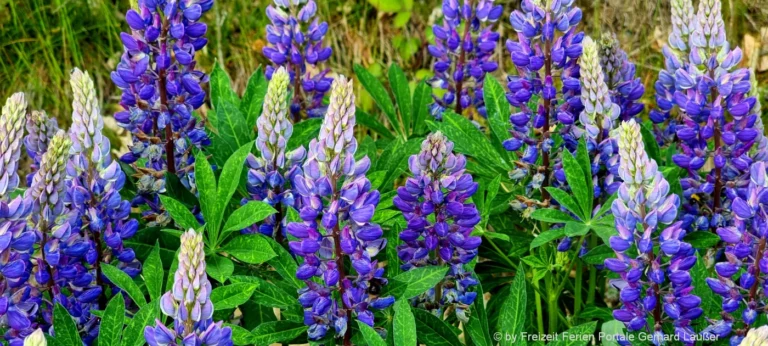 Natur Bilder Blumen Fotos Pflanzen Lupinen Blüten