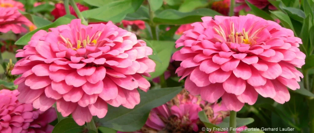 Blumen liefern lassen Rosenversand online bestellen