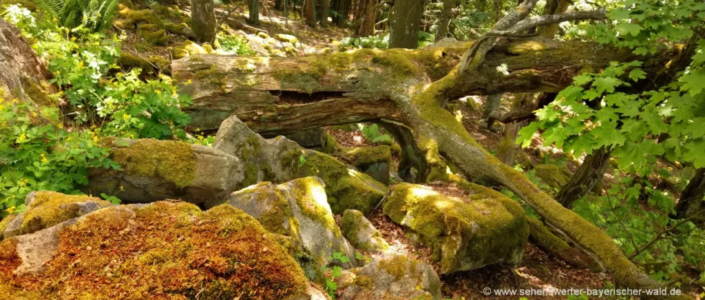 Naturnaher Garten pflegeleicht anlegen Tipps zur Gestaltung