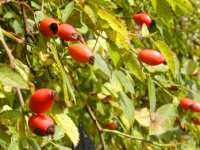 Hagebutten Büsche Hagebutten Büsche