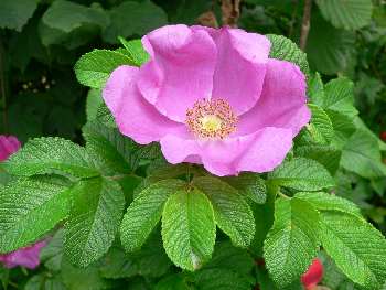 Bilder und Fotos Blumen und Pflanzen Bilder und Fotos Blumen und Pflanzen