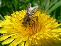 Bilderarchiv Bayern Blumen und Tiere Fotos Bilderarchiv Bayern Blumen und Tiere Fotos