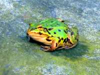Laubfrosch Laubfrosch
