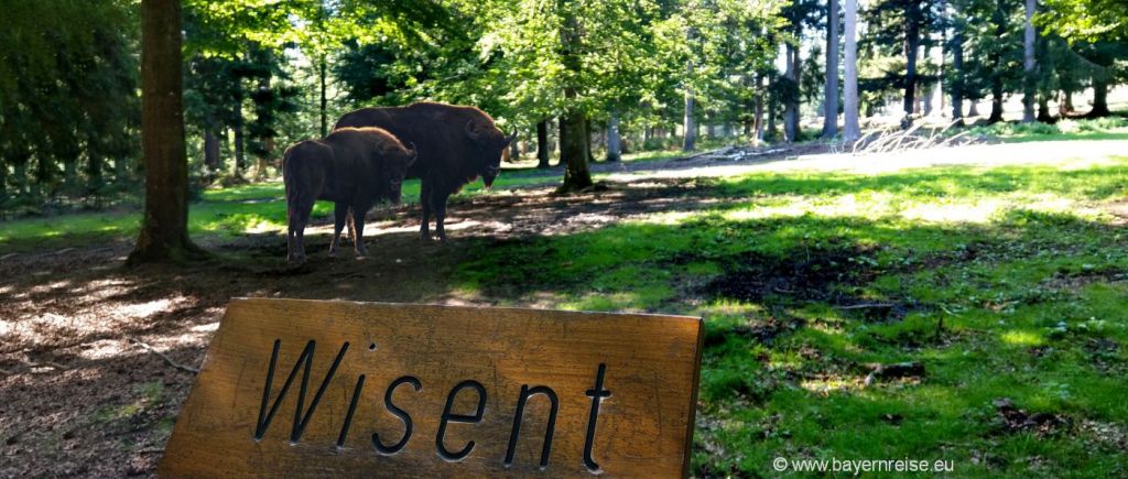 Wandern am Tierfreiglände Nationalparkzentrum am Lusen