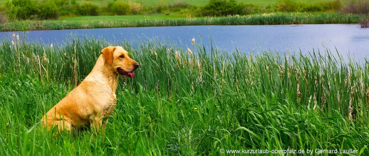 Ferienwohnungen für Urlaub mit Hund in der Oberpfalz Oberpfalz Urlaub Hunde willkommen