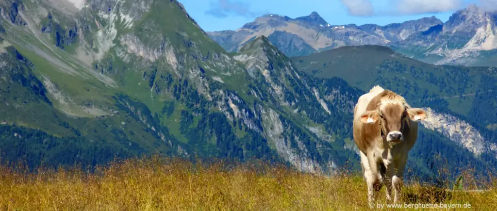 Alpenurlaub in Österreich Kuh auf der Weide Alpenurlaub in Österreich - Entspannter Urlaub abseits bekannter Hotspots