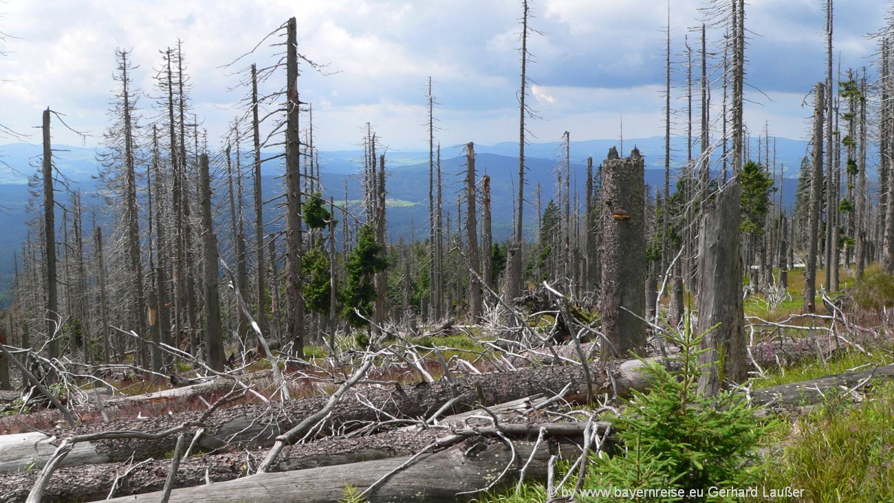rachel-berg-totholz-baumwuestea-usflugsziele-nationalpark-1300