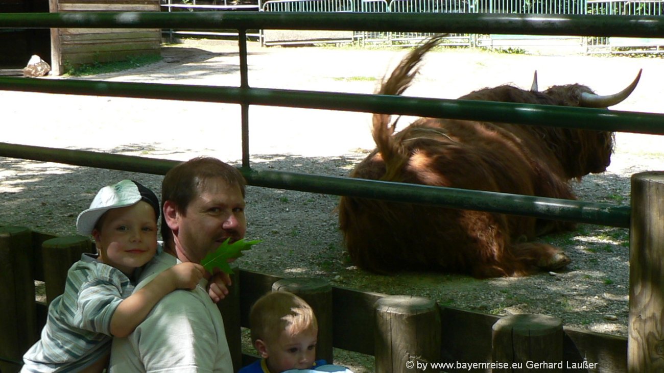 straubing-tiergarten-familienausflugsziele-zoo-bison-rind-1300