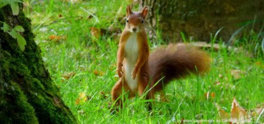 tierfotos-süsse-tierbilder-lustiges-eichhörnchen-natur-tiere