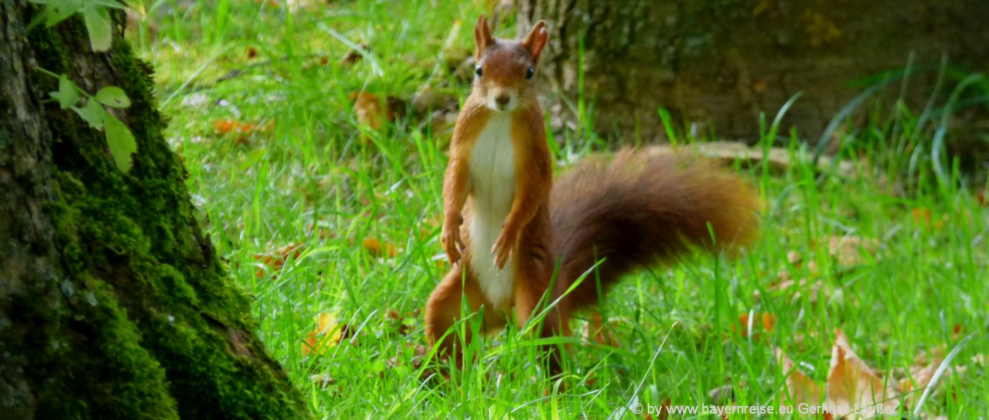 Süße tiere bilder google 39 Bilder