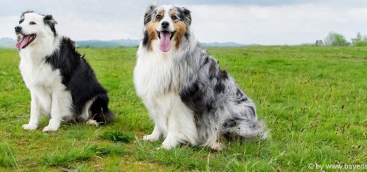 urlaub-mit-hund-ferienhaus-am-wasser-hundefreundliche-unterkunft