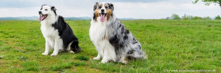 urlaub-mit-hund-ferienhaus-am-wasser-hundefreundliche-unterkunft