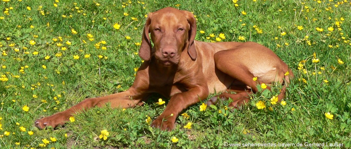 Urlaub mit Hund in der Oberpfalz